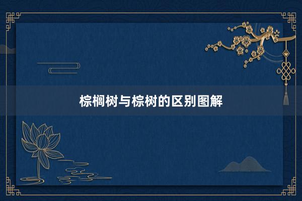 棕榈树与棕树的区别图解