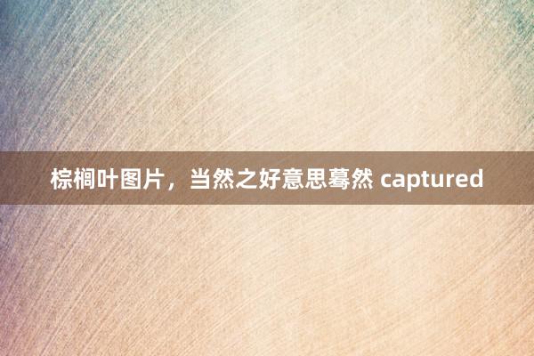 棕榈叶图片，当然之好意思蓦然 captured